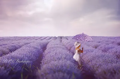 Aperturee Lavender Field Spring Photography Backdrop For Portrait