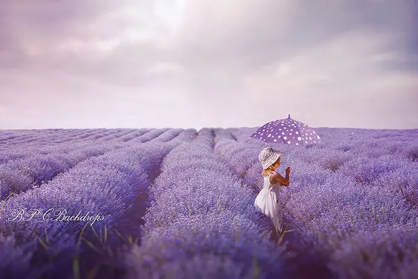 Aperturee Lavender Field Spring Photography Backdrop For Portrait
