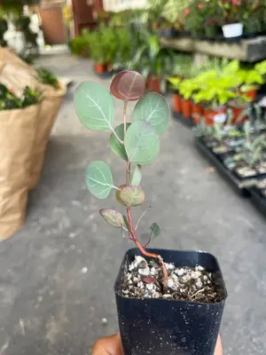 2’’ pot Silver Dollar Eucalyptus plant