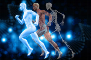 Anatomy and Physiology of the Human Body