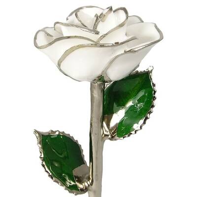 Platinum Trimmed Rose: 11 White Rose