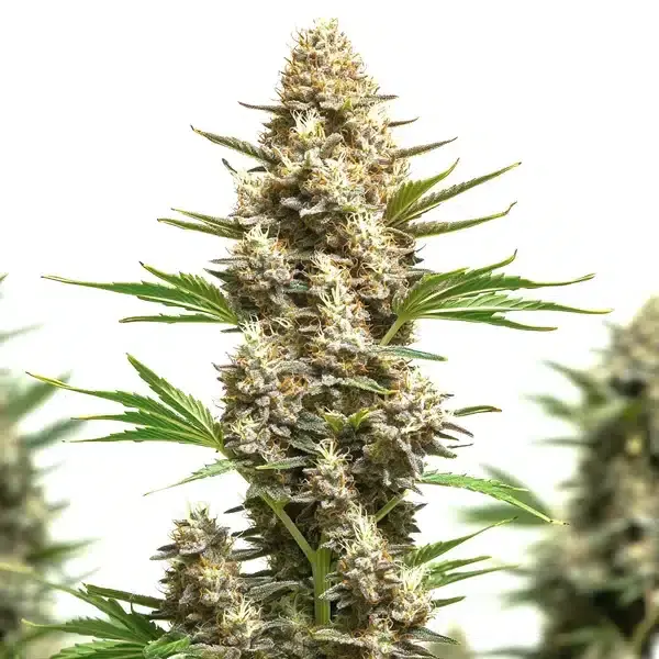 RS11 x Chemdog 4 - Seeds Pack: 9-seeds
