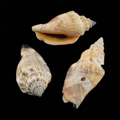 Natural Spiral Shell Beads