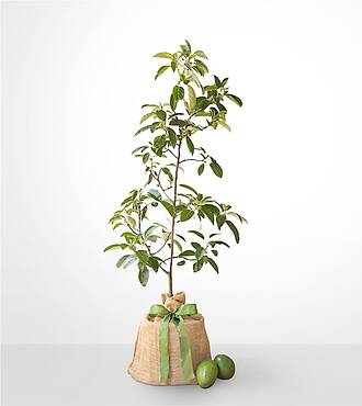Avocado Tree - FedEx