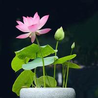 40 pcs Bowl Lotus Seeds- Ready to Plant, Ideal for Indoor & Outdoor Aquatic Gardens, Easy Growth, Minimal Care Required Plant...