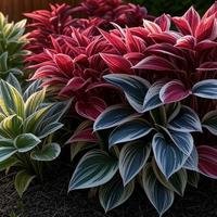 800 Mixed Hosta Seeds | Easy to Grow & Low Maintenance | Perfect for Garden Landscaping