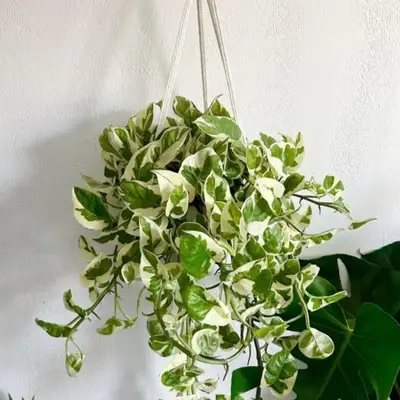 XL Pothos Njoy - 6 Inch