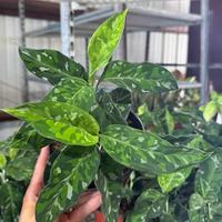 Aglaonema Pictum Tricolor  6\