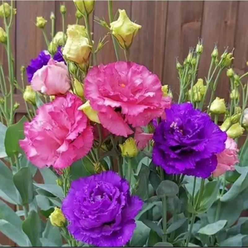 300+pcs Mixed Color Thornless Rose Seeds Eustoma/Lisianthus Grandiflorum Thornless Rose Seeds , Easy to Grow, Year-round Plan...