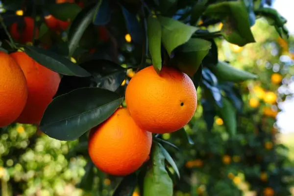 Orange (Sweet) Pure Essential Oil - 17mL & 60mL sizes | Fair Trade + Ethically Sourced | Size: 17mL