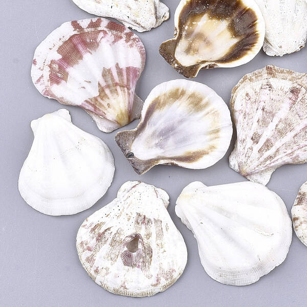 Natural Scallop Shell Beads