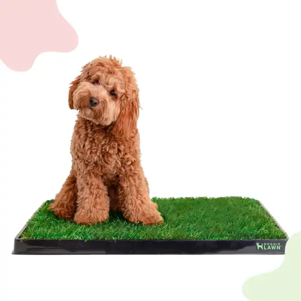 DoggieLawn Real Grass Potty Pad, Odor Neutralizing, Sustainable and Affordable - Pet Supplies