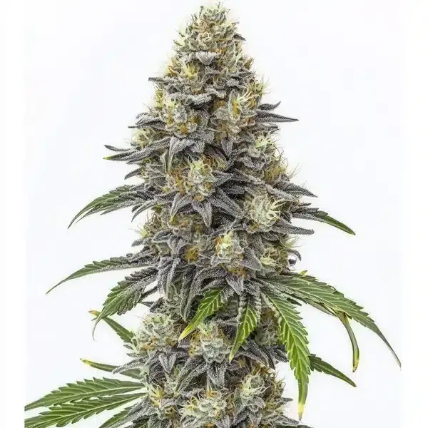 Amnesia Lemon Cake Boom Regular - Seeds Pack: 100-seeds