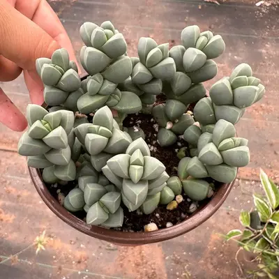 ice plant corpuscularia lehmannii 4” pot