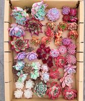 Special-Pick Succulents Box(Bare Root) - Mystery Box, Available in $5, $10, $15, $20, $30 $80 & $100 Options