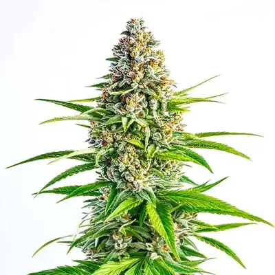 Cinderella 99 x Lemon Pie - Seeds Pack: 9-seeds
