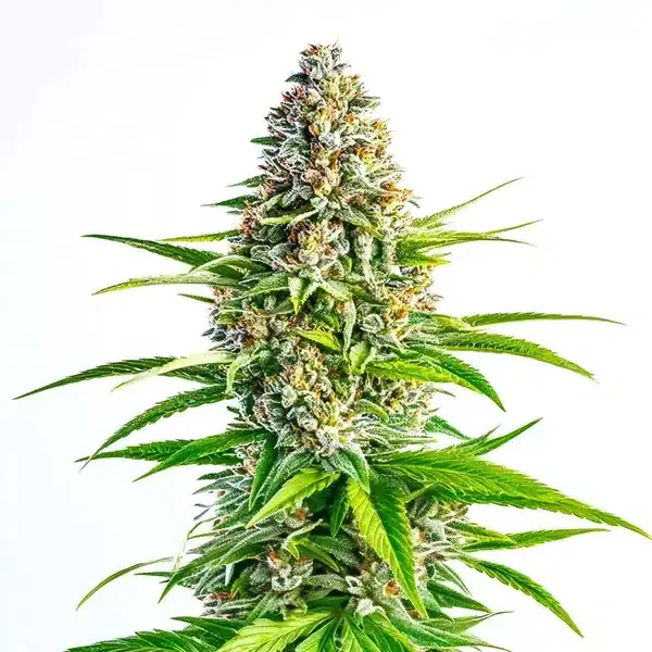 Cinderella 99 x Lemon Pie - Seeds Pack: 9-seeds