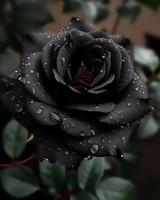 200  seeds black rose seeds Wild bushflower seeds  A B packaging, random delivery
