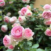 800 Climbing Rose Seeds + 200 Jasmine Seeds – Mixed Colors, Aromatic Flowers for Garden Trellises