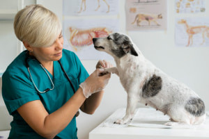 Essentials of Veterinary Physiotherapy