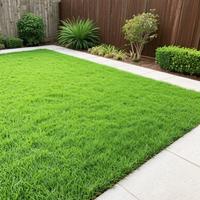 2000pcs Emerald Zoysia Grass Seeds – Non-GMO, Low-Maintenance, Hardy, Ideal for Warm-Season Lawns and Durable Landscapes