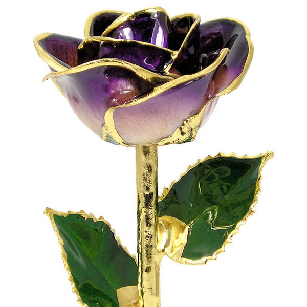 11 24k Gold Trimmed Purple / Cream Rose
