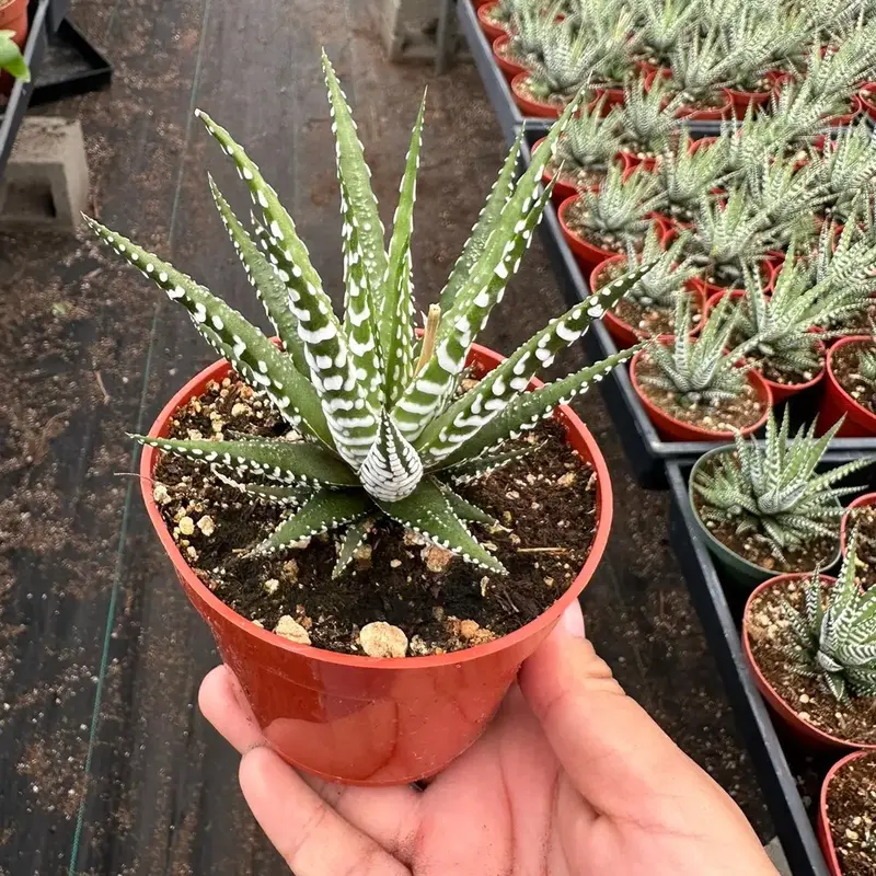 4” pot Haworthia Zebra succulent