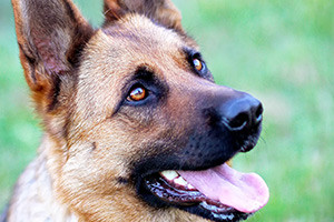 Easy Dog Training Methods That Stop Dog Aggression and Dog Attacks