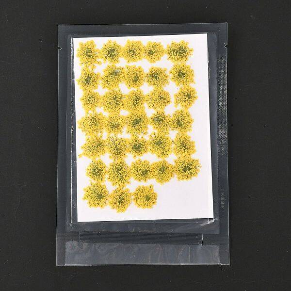 Pressed Dried Flowers