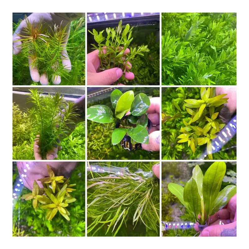 6 pack Aquarium plant starter pack! Beginner friendly * Easy to grow plants * betta tank starter kit