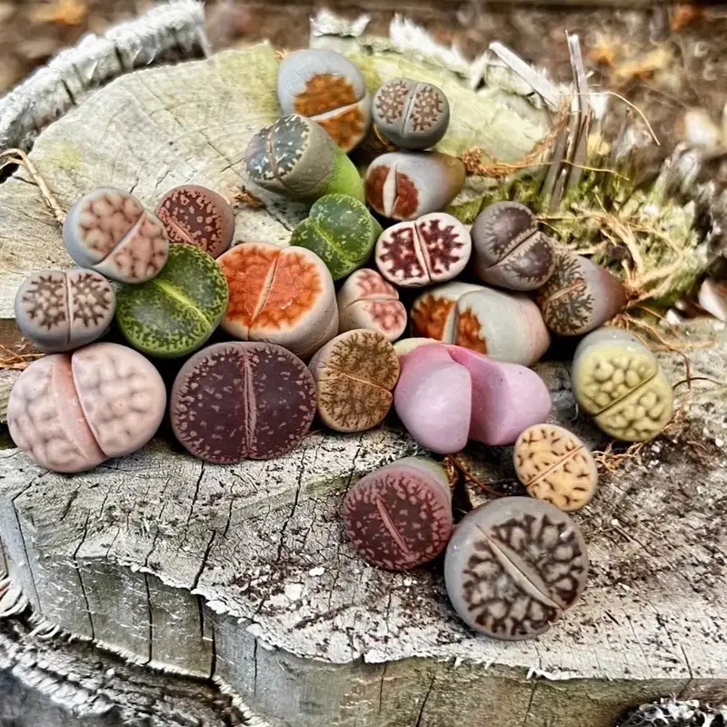 Lithops Living Stones. Random Color. 0.3\