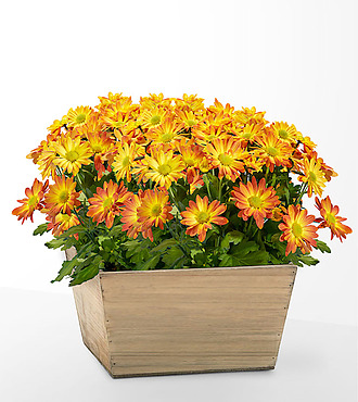 Blooming Bronze Garden - FedEx