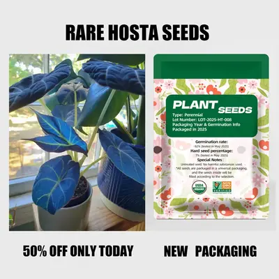 Plant Seeds Rare Deep Blue & Purple Hosta Seeds Perennial Plants for Outdoor Gardens Pollinator Attraction Indoor Bonsai Deco...