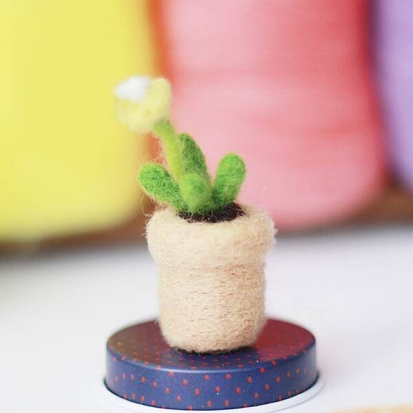 Succulent Plant Needle Felting Kit