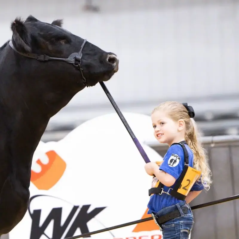 Heads Up Show Lead - Cattle Show Lead