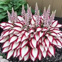 800 Pcs Hosta Plant Seeds - Elegant White and Red Varieties for Stunning Outdoor Spaces, Perfect for All Skill Levels