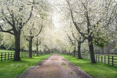 Aperturee Blooming Trees Path Spring Flower Backdrop For Photo Booth