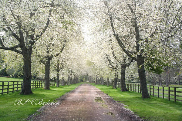 Aperturee Blooming Trees Path Spring Flower Backdrop For Photo Booth