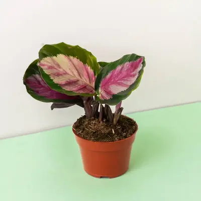 Calathea Rosepicta “Rosey” - 4 Inch