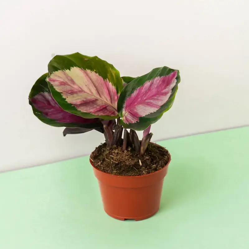 Calathea Rosepicta “Rosey” - 4 Inch