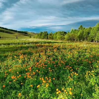 Buyitshipit Fragrance Oils 4oz-16oz Long Lasting Air Freshener with Assorted Scents for Car Fresheners Room Diffuser