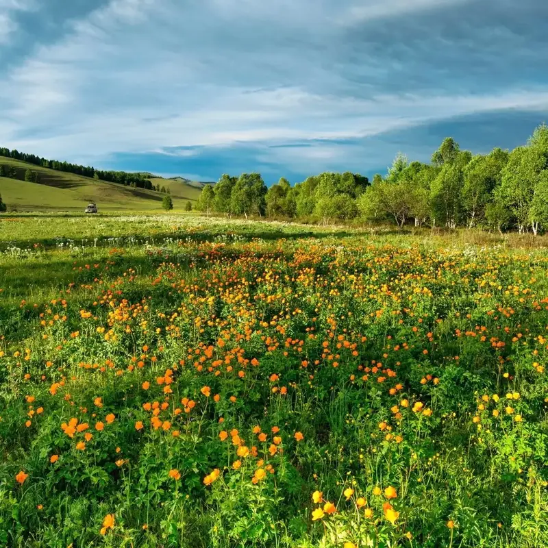 Buyitshipit Fragrance Oils 4oz-16oz Long Lasting Air Freshener with Assorted Scents for Car Fresheners Room Diffuser