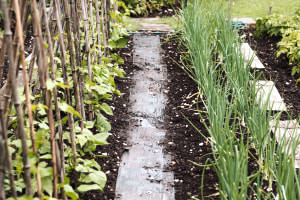 Kitchen Gardening: The Complete Guide