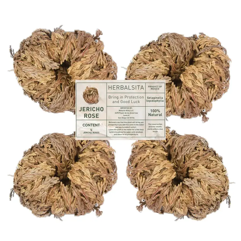 Big Size (2.5''-3.5'') Jericho Flower - Large Premium Rosa de Jericó (Resurrection Plant) – Symbol of Prosperity & Abundan...
