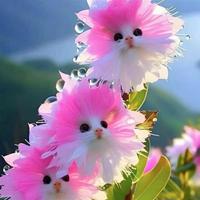 500 Seeds of double-flowered balloon flower Big Flower Faced Cat Orchid Seeds Are Full Of Fragrant Potted Garden Plants NEW n...