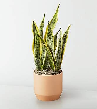Snake Plant - FedEx