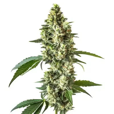 Blueberry CBD (1:1) - Seeds Pack: 100-seeds