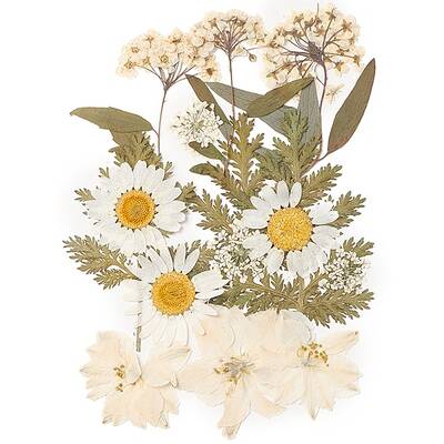 Pressed Dried Flowers