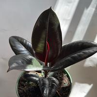Ficus Elastica Burgundy 6\
