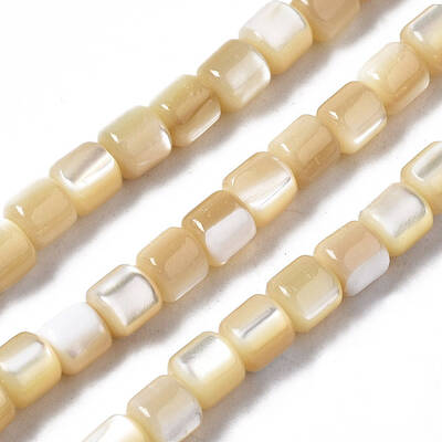 Natural Trochid Shell/Trochus Shell Beads Strands